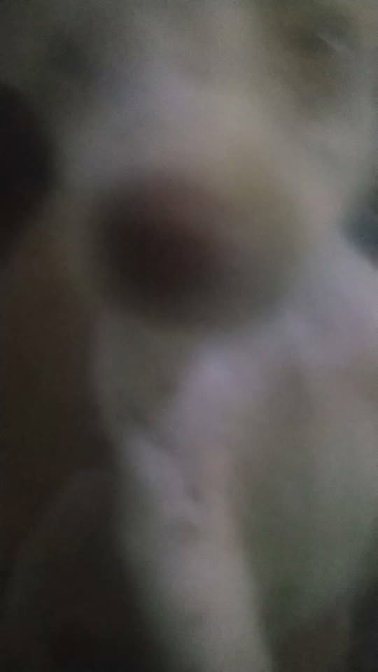 Chien à adopter