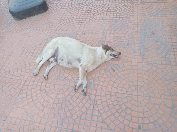 Chien à adopter