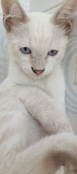 Chat à adopter