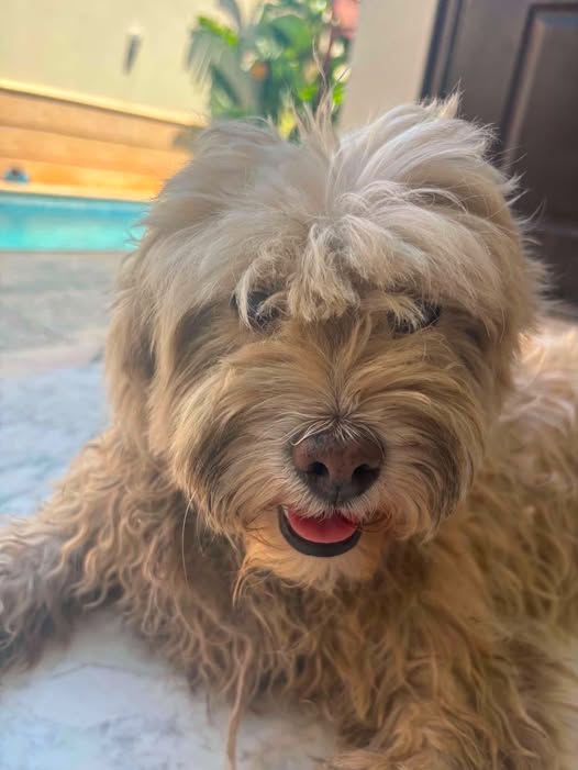 Chien à adopter