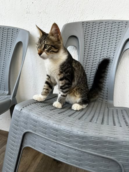 Chat à adopter