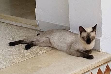 Chat à adopter