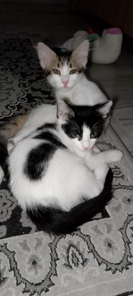 Chat à adopter