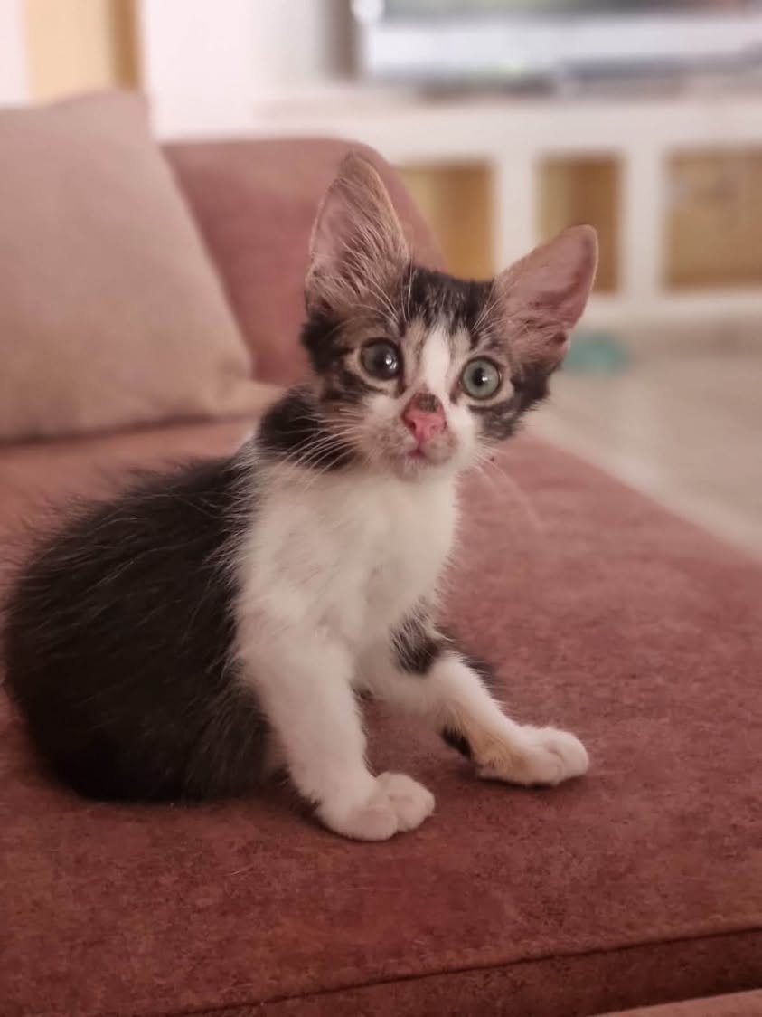 Chat à adopter