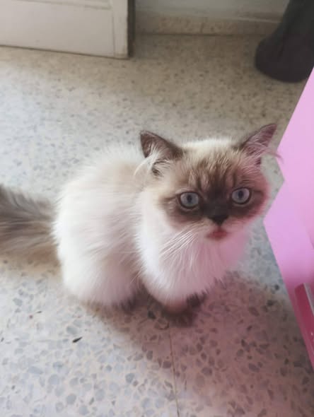 Chat à adopter