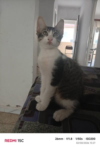 Chat à adopter
