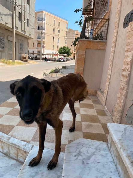 Chien à adopter