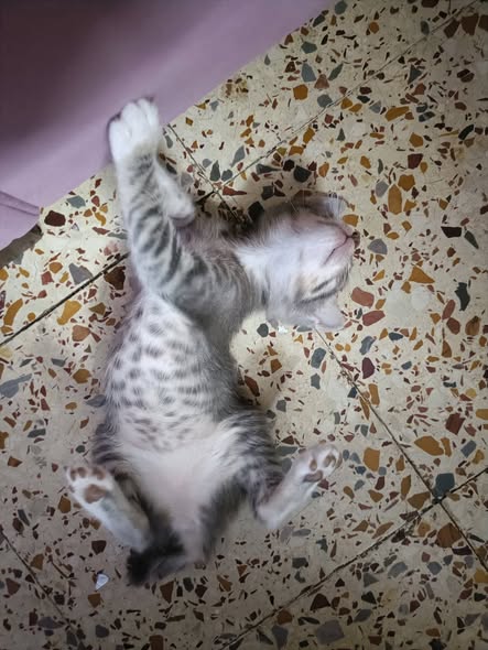 Chat à adopter