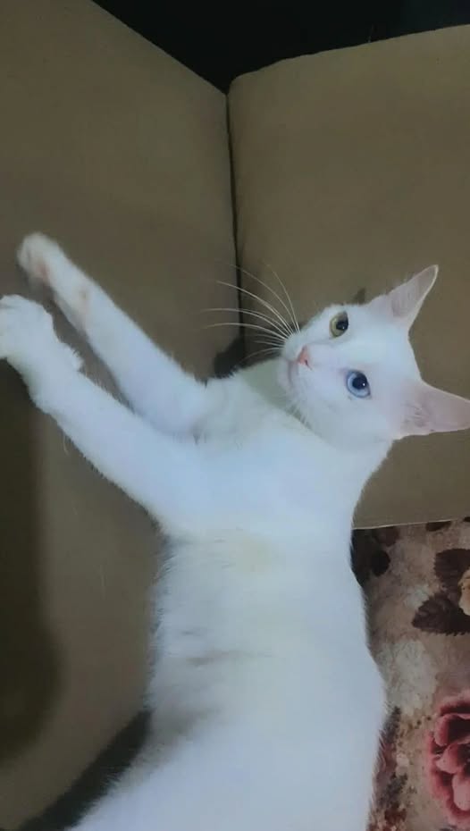 Chat à adopter