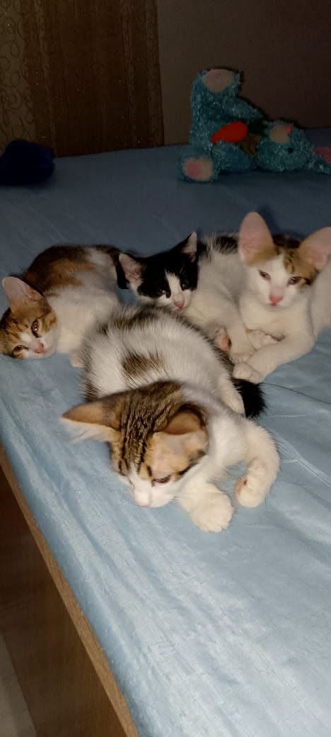 Chat à adopter