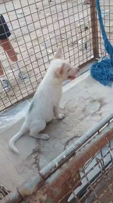 Chien à adopter