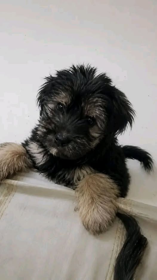 Chien à adopter