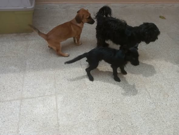 Chien à adopter