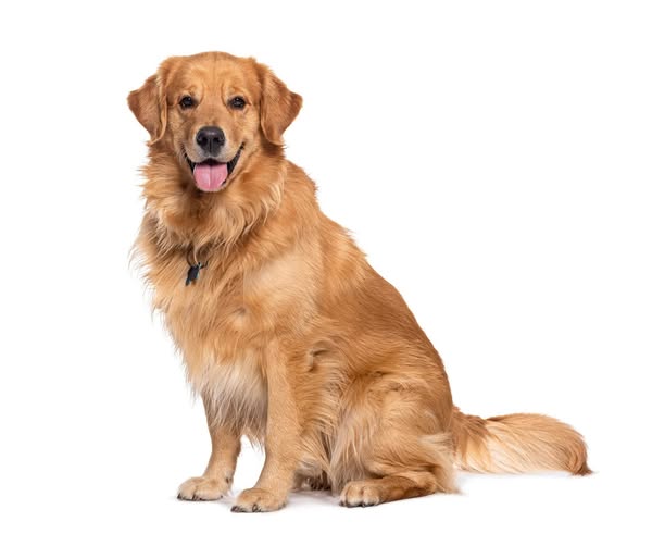Chien à adopter