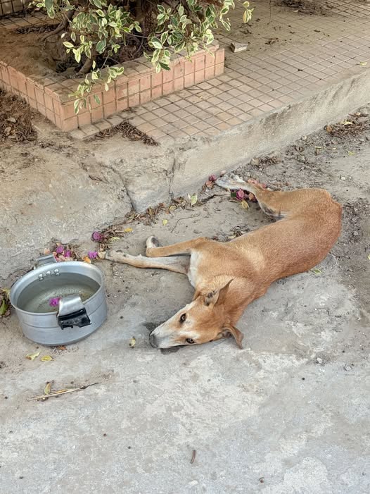 Chien à adopter