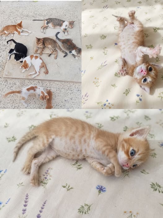 Chat à adopter