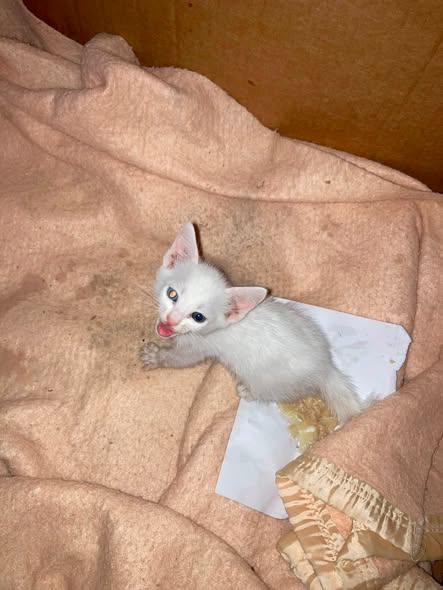 Chat à adopter