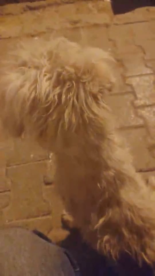 Chien à adopter