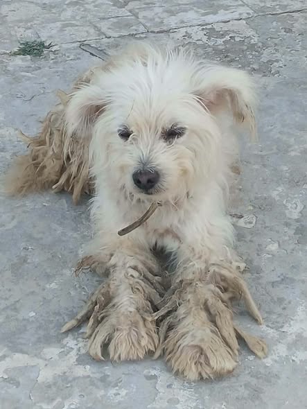 Chien à adopter