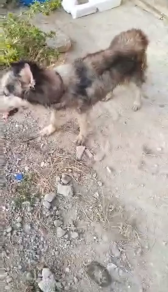 Chien à adopter