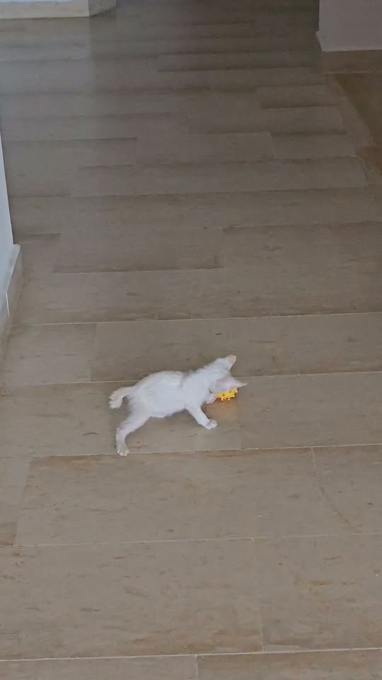 Chat à adopter