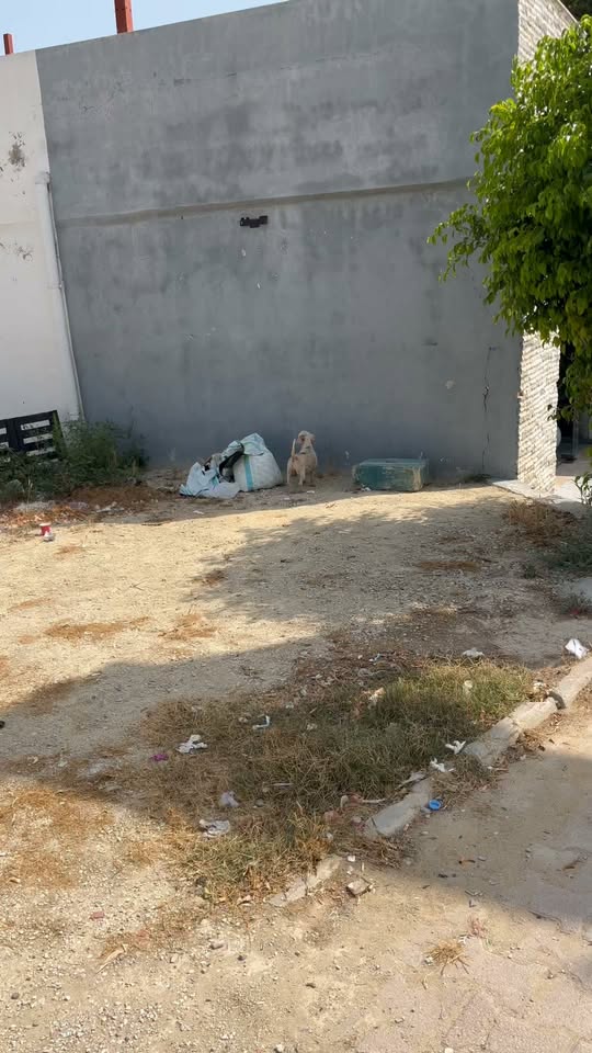 Chien à adopter