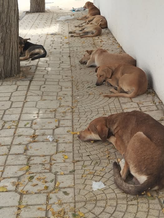 Chien à adopter