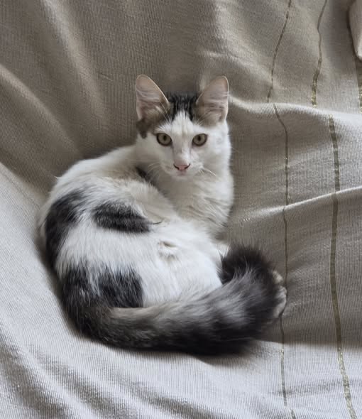 Chat à adopter