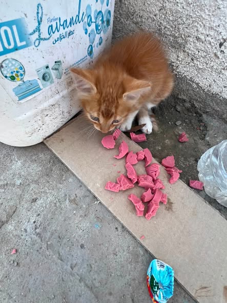 Chat à adopter
