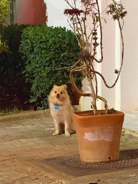 Chien à adopter