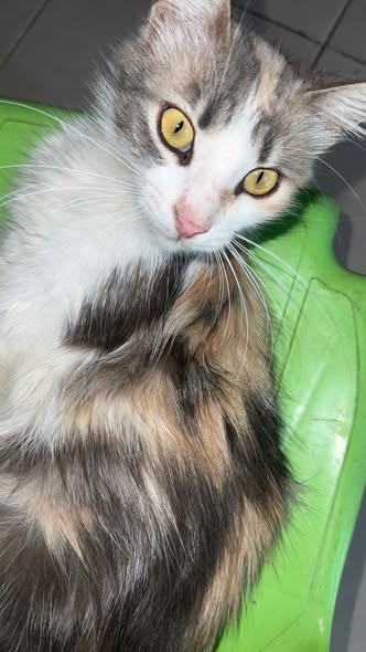 Chat à adopter