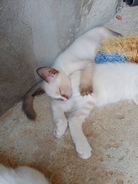 Chat à adopter