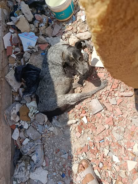 Chien à adopter