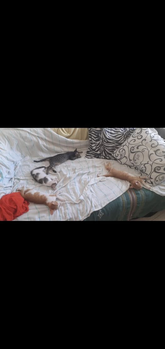 Chat à adopter