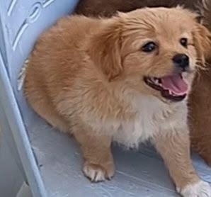 Chien à adopter