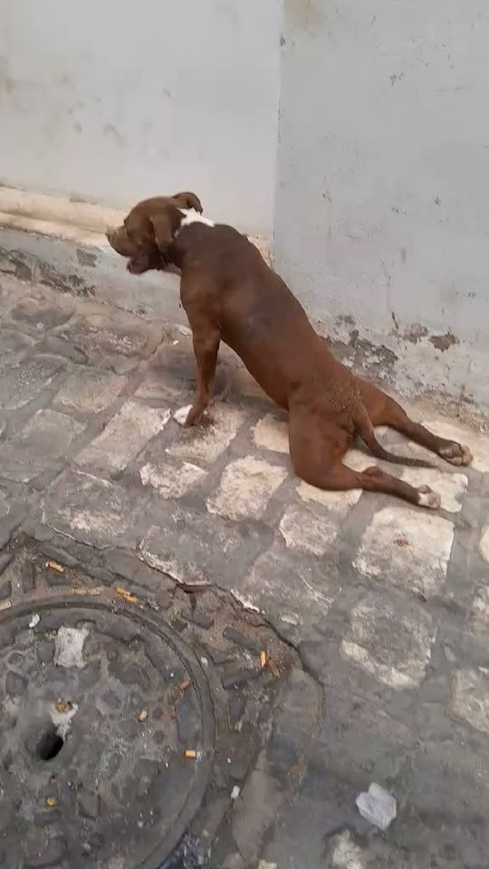 Chien à adopter