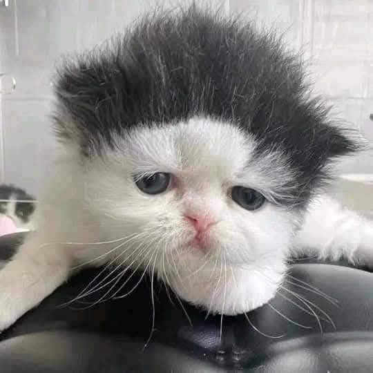 Chat à adopter