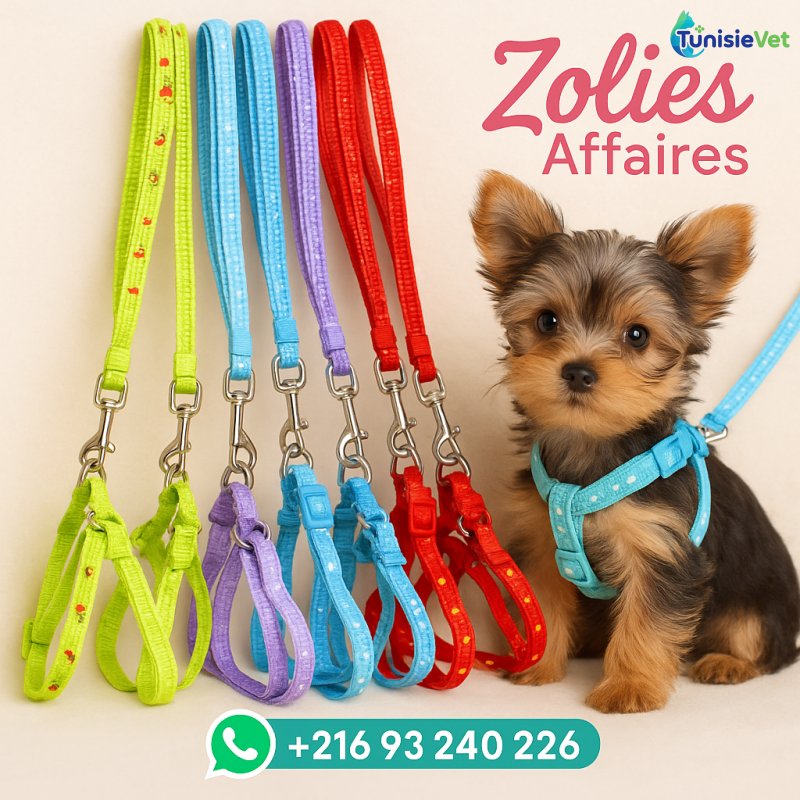 Harnais + Laisse trop cute