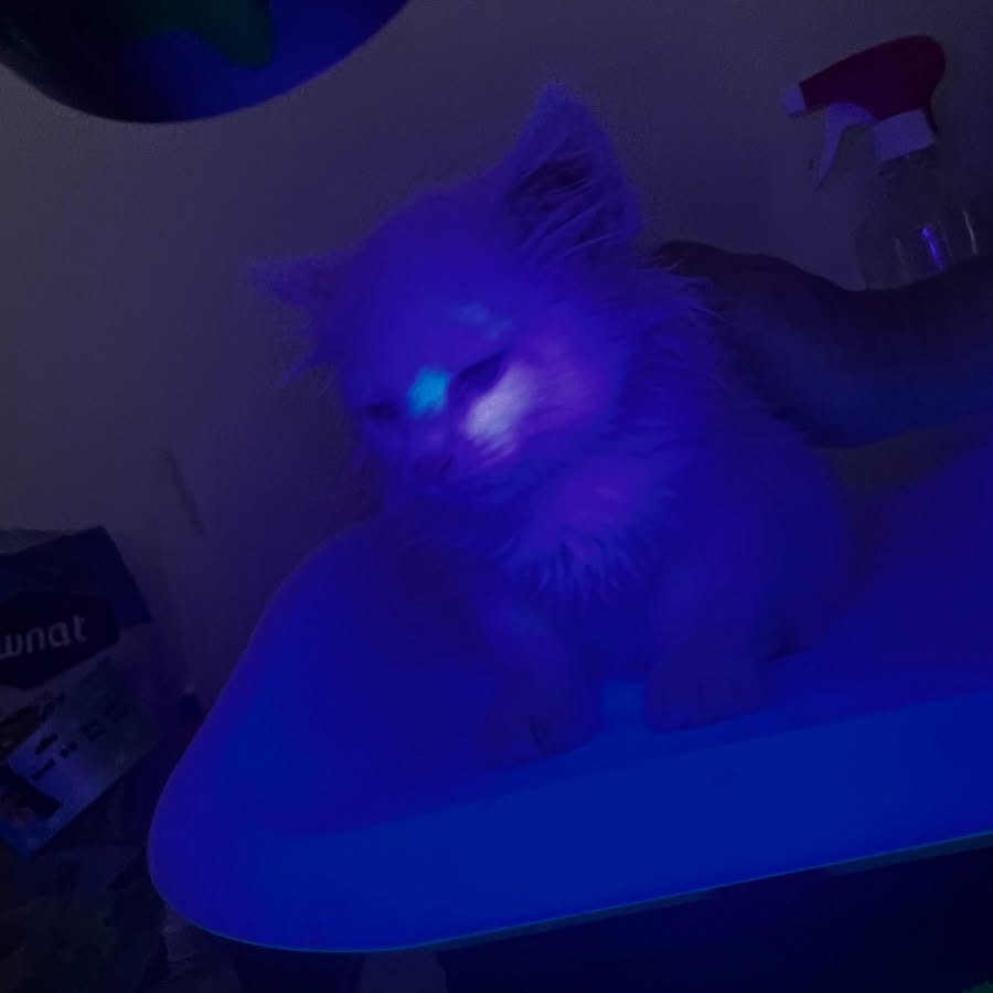 « La teigne est une infection fongique très contagieuse qui touche surtout les chatons.
Elle peut se transmettre aux autres animaux… et aux humains.
Un diagnostic précoce et un traitement adapté permettent une guérison rapide 🐾💜
Protégez vos familles et vos compagnons.
#VetAVie #Teigne #Dermatophytose #Sensibilisation #Chaton #SoinsVétérinaires #Mégrine #Tunisie #SantéAnimale #Prévention