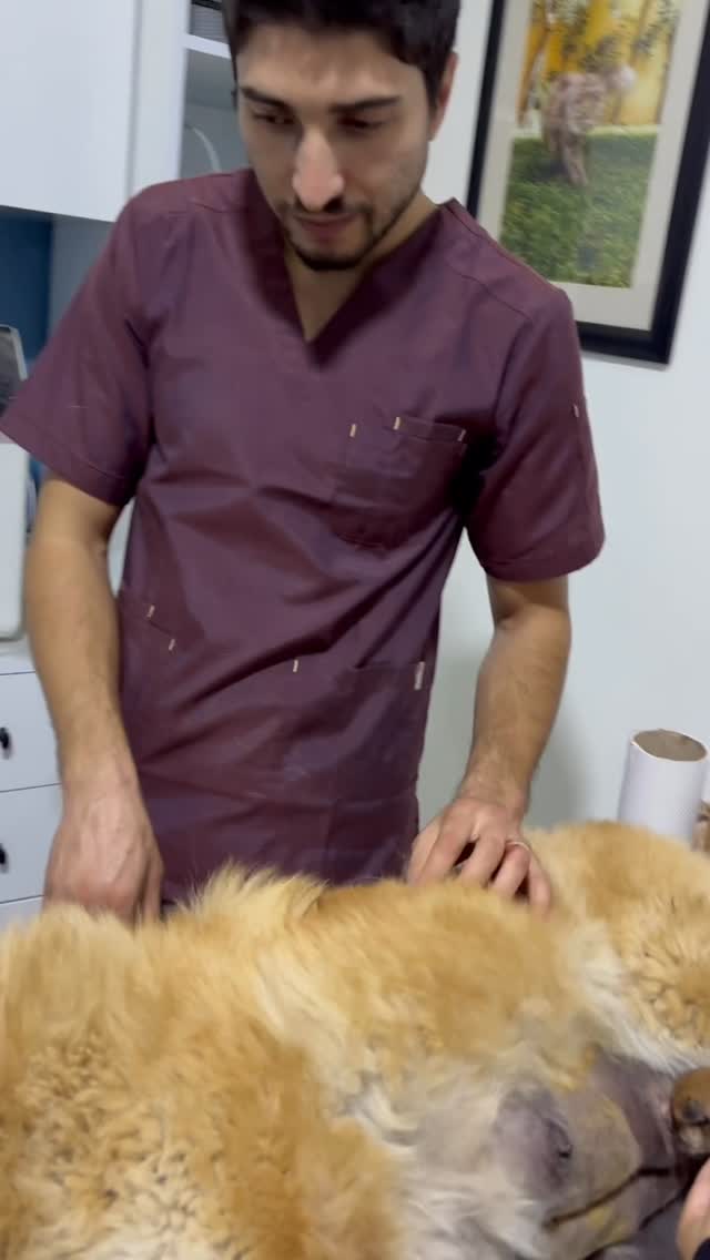 Urgence à la Clinique Vétérinaire VET 27...