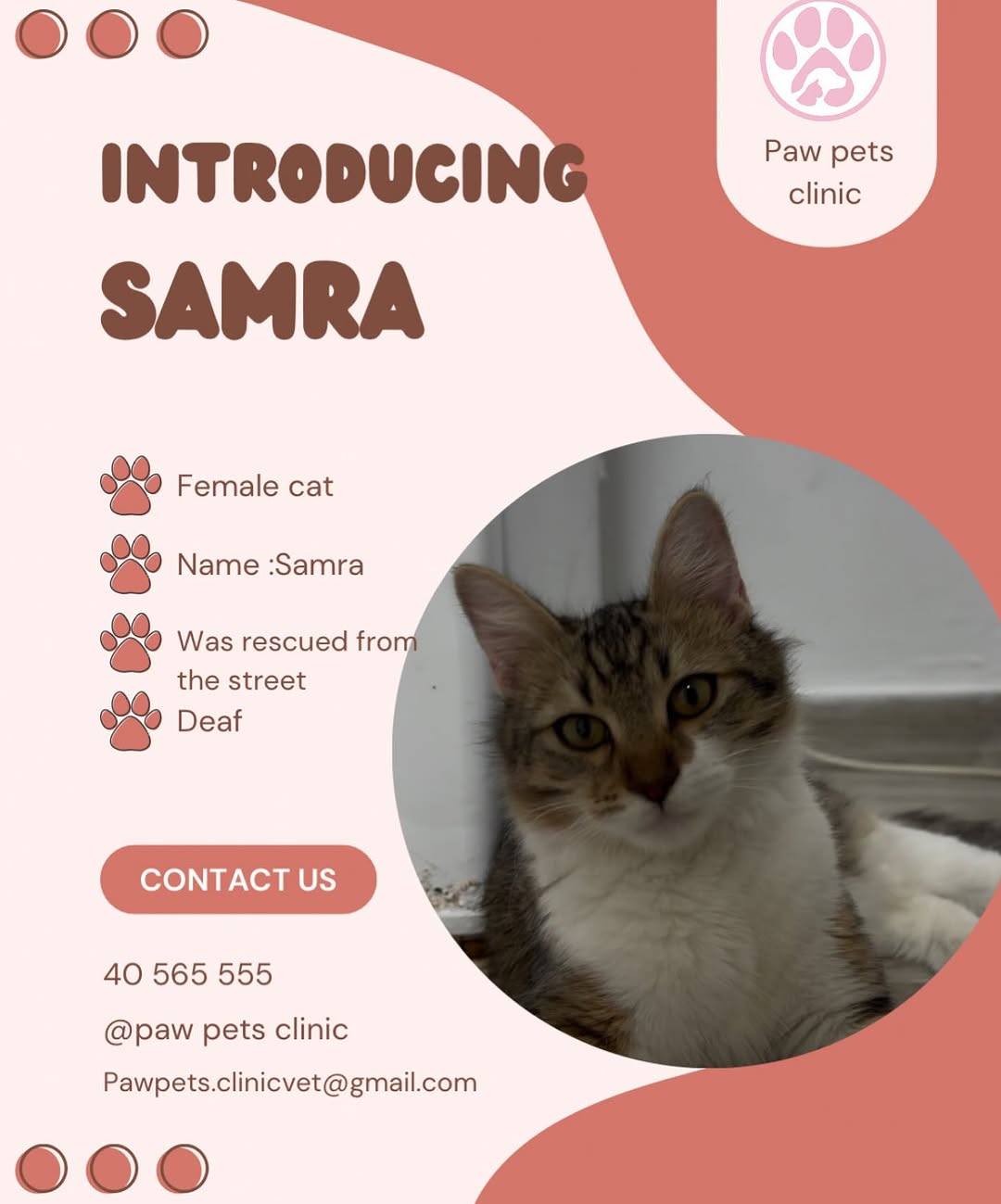 SAMRA 🩷✨
#paw#animals#clinic#vet#cats