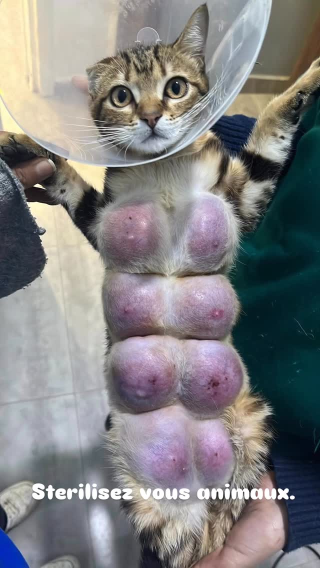 Pas de description disponible