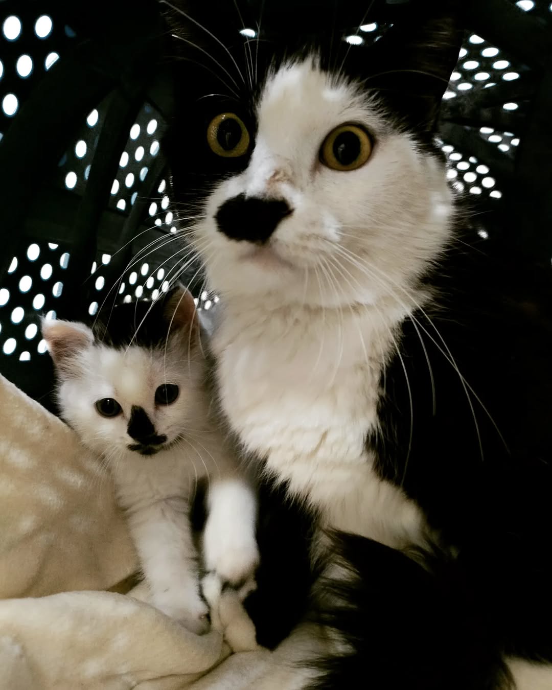 Pas de description disponible