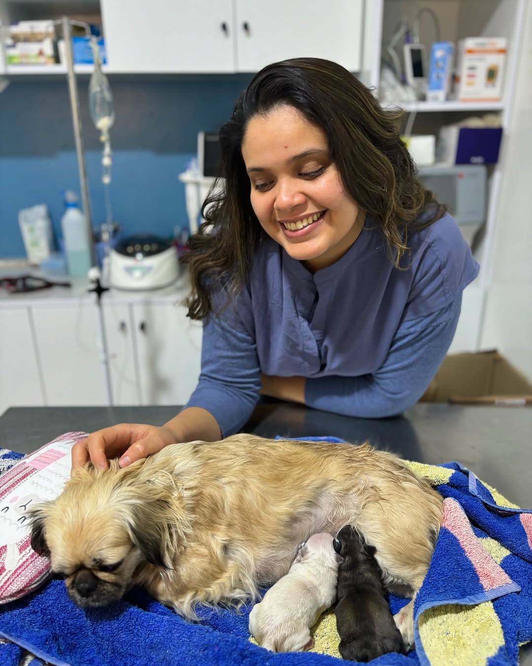 🐾✨ Césarienne d’urgence réussie ! ✨🐾...