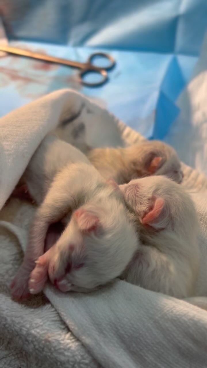 Bonjour! 🤍

#csection #vetlife #vetclin...