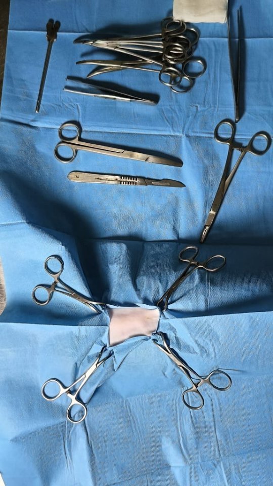 Ovariohysterectomy on Cat 😺✂️
#veterina...