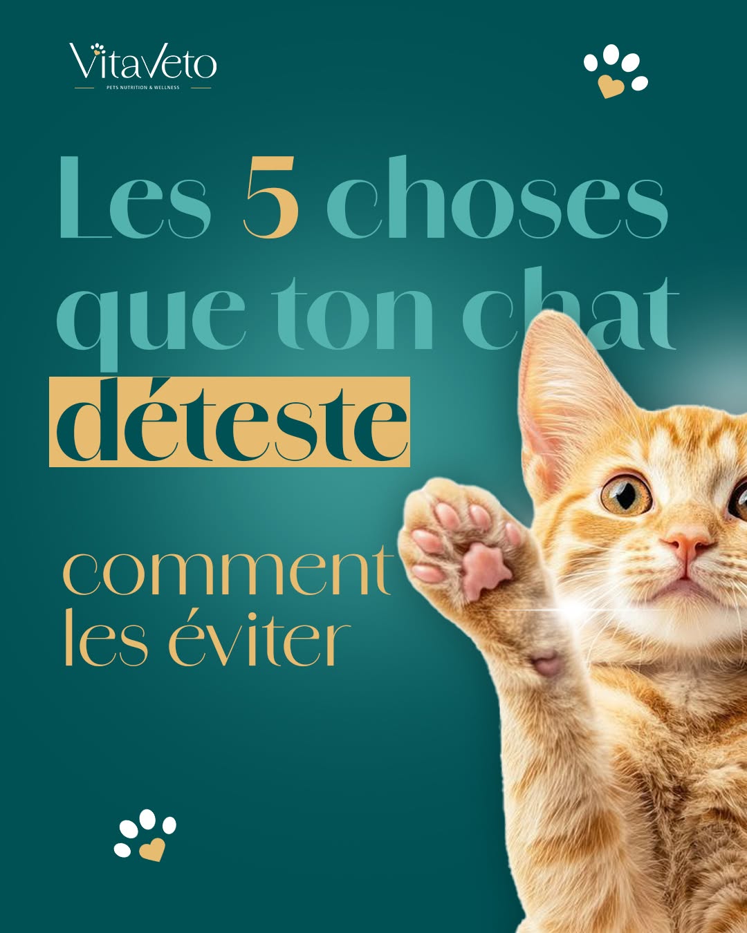 😾 Tu stresses ton chat sans le savoir.
Des gestes simples, mais lourds pour lui…
Découvre comment éviter les 5 erreurs les plus courantes.
#ChatStressé #ErreursÀÉviter #VitaVeto #ConseilsChats