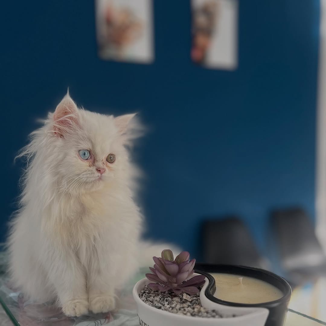 Quand la beauté te regarde… dans deux co...