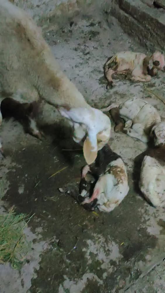 “Chaque naissance est un miracle, chaque...