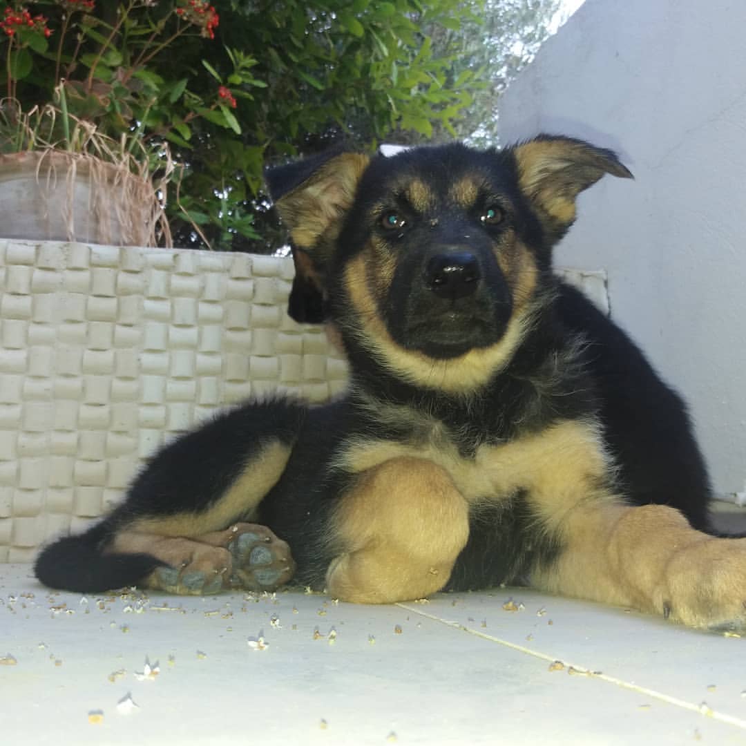 #puppy #babylove 😍😍